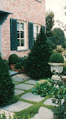 Tegel Oud Hollands 800x800x50