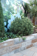 Palino strak 600x150x150 mm lime