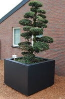 Bloembak 50x50x50 vierkant EPS