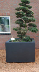 Bloembak 50x50x50 vierkant EPS